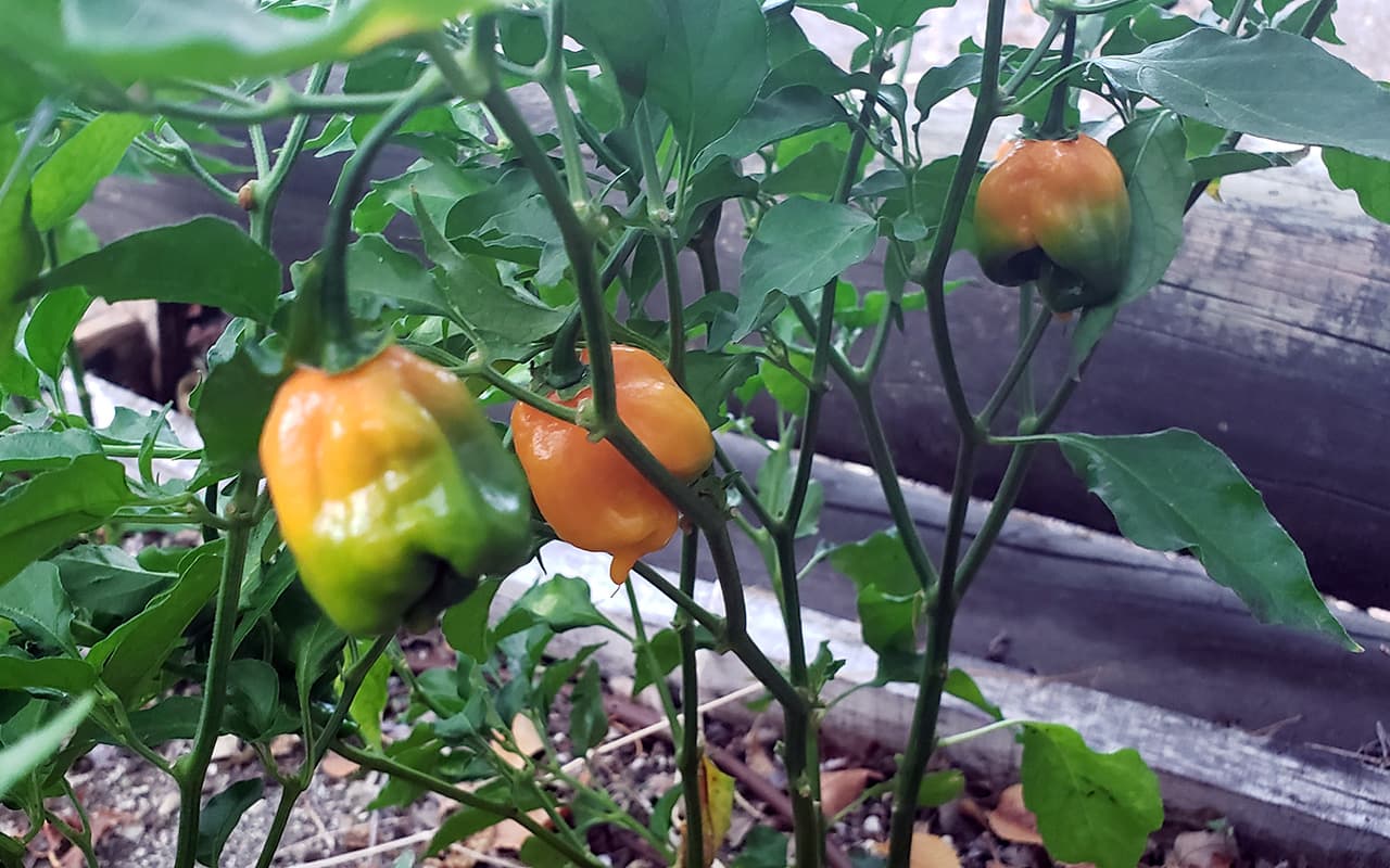 Chile Picante Habanero