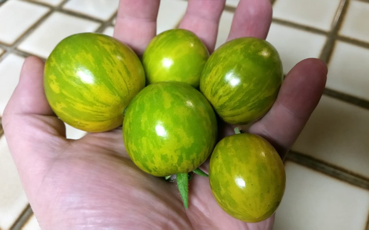 Green Zebra Stripe Cherry Tomato