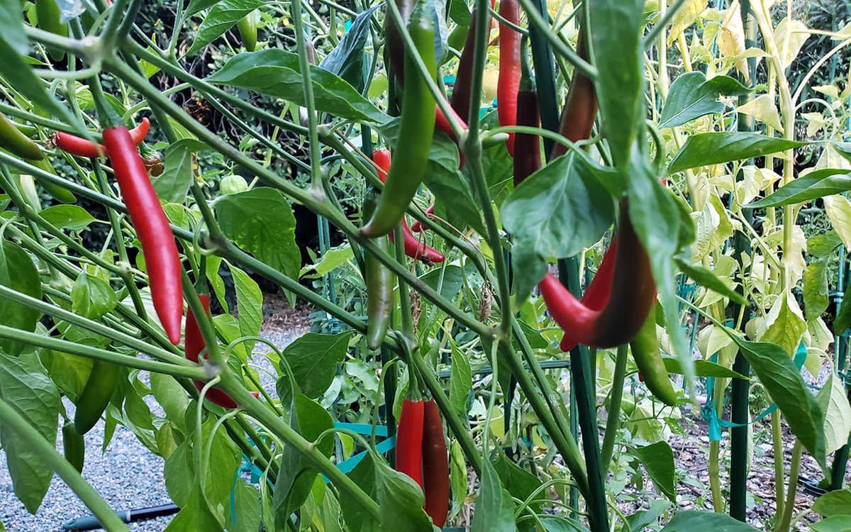 Serrano Hot Pepper