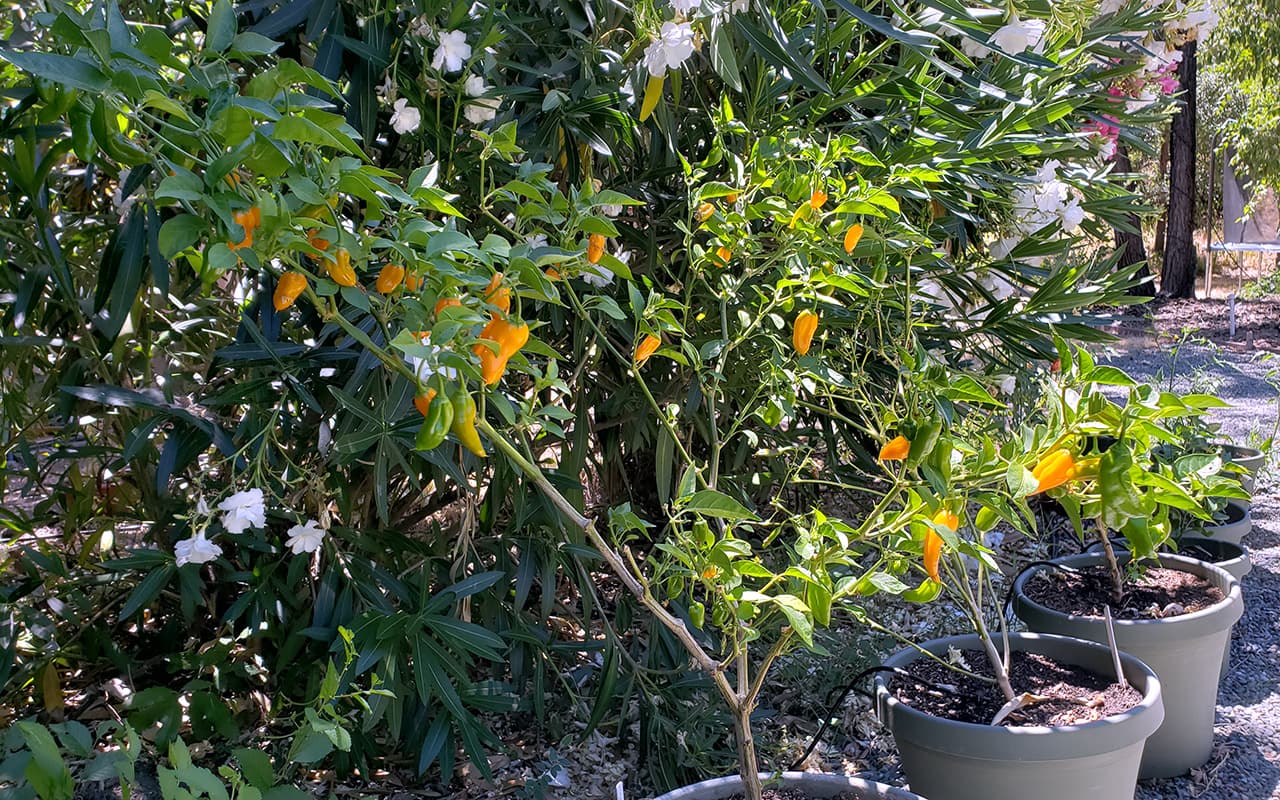 Yellow Ghost Hot Pepper