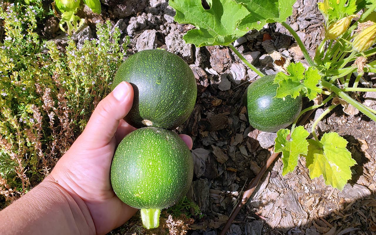 Yellow Crookneck Squash