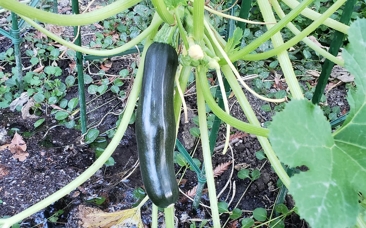 Midnight Zucchini