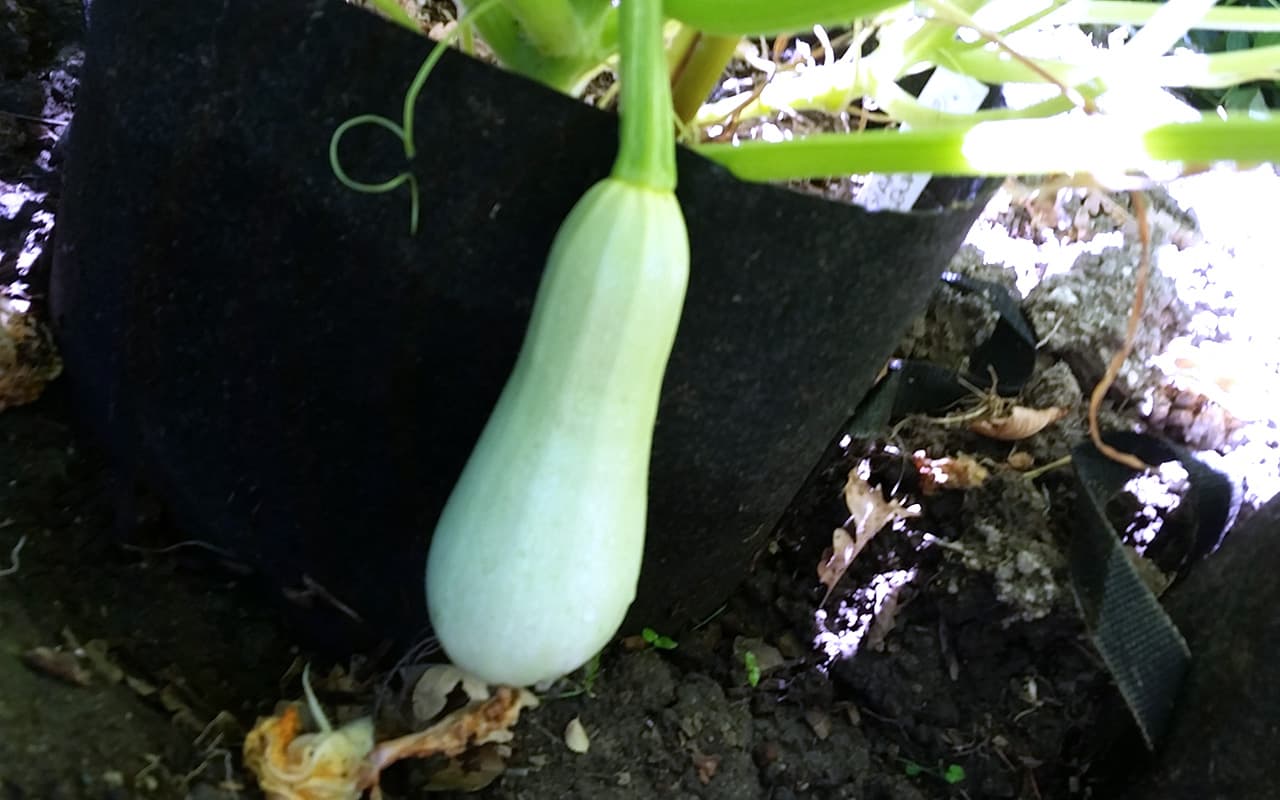 White Zucchini