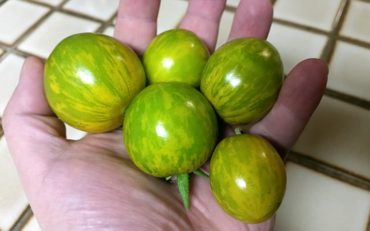Green Zebra Stripe Cherry Tomato