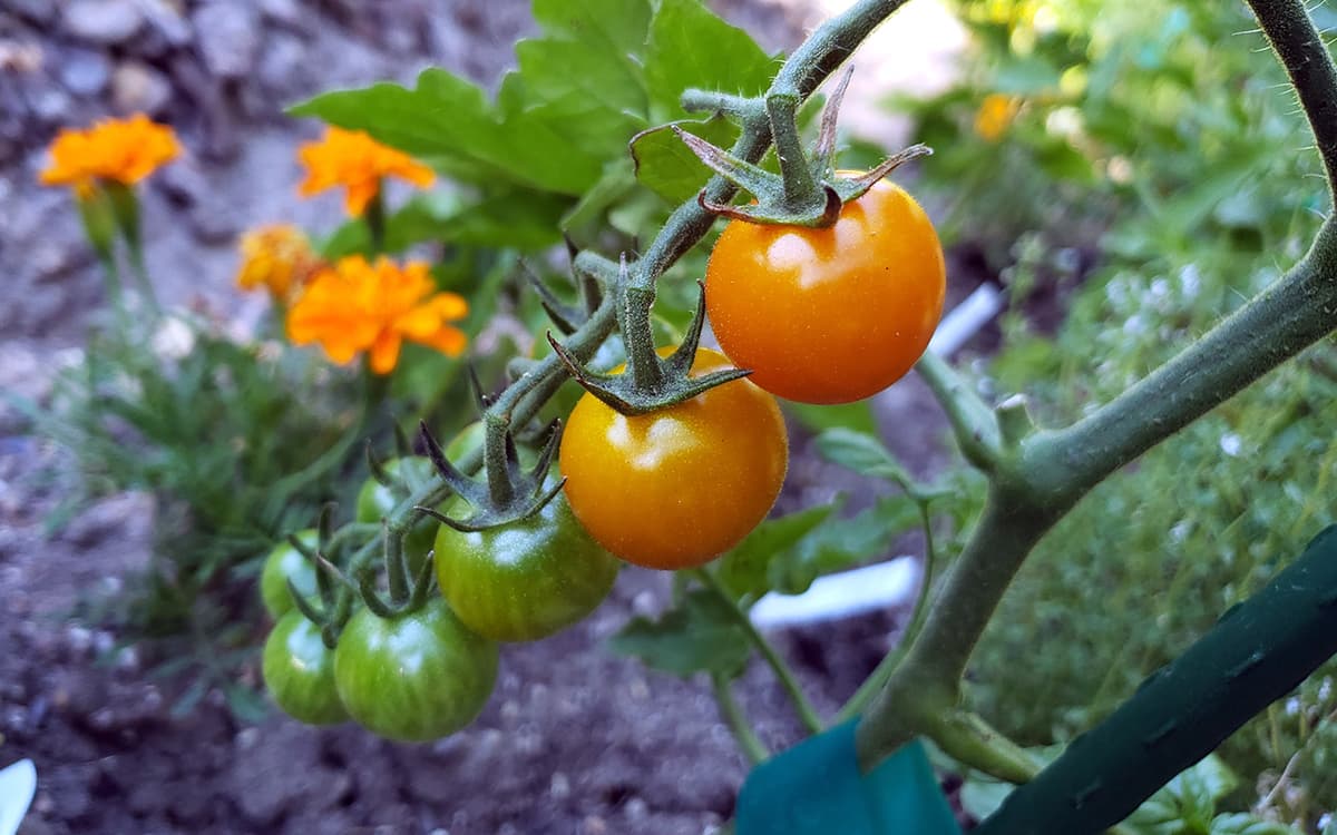 Sungold Tomato