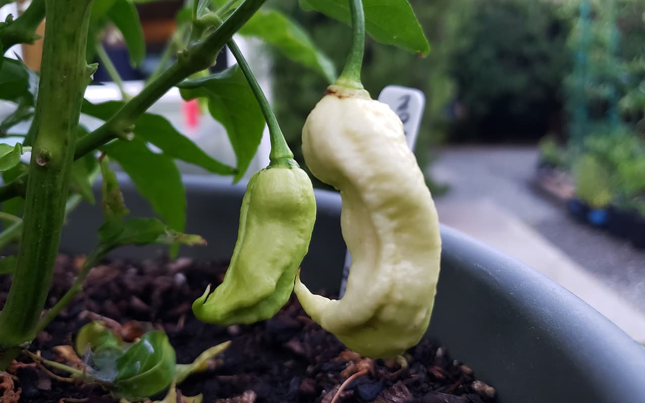 Jay's White Ghost Scorpion Hot Pepper