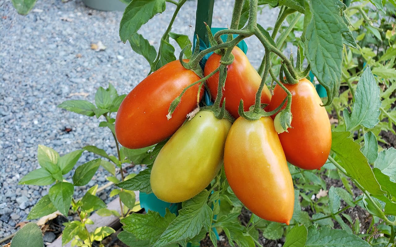 Red Grape Cherry Tomatoes