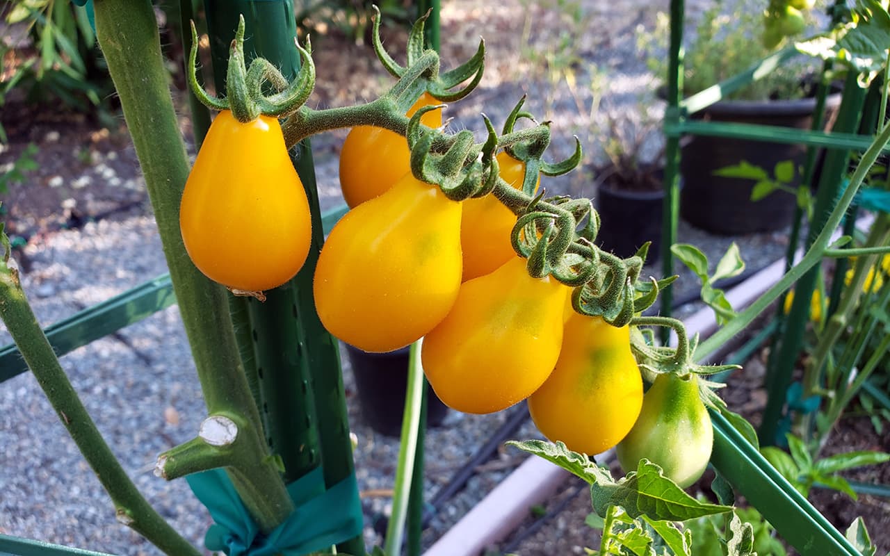 Yellow Pear Heirloom Cherry Tomato